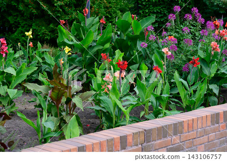 Lush park flowerbed with blooming red and peach canna indica flowers and purple cleome spinosa behind a low brick border wall in autumn. Lush park flowerbed with blooming red and peach canna indica flowers and purple cleome spinosa behind a low brick border wall in autumn. 143106757