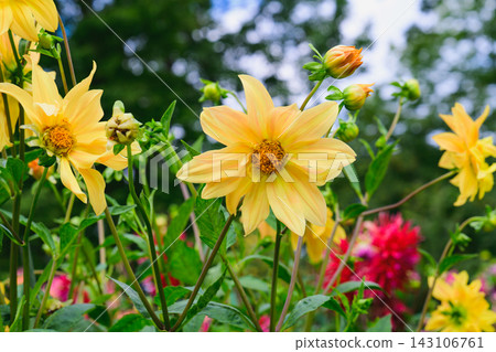 Bright yellow Honka Yellow orchid dahlia flowers bloom on a green bush branch with buds in a sunny summer park with copy space. Bright yellow Honka Yellow orchid dahlia flowers bloom on a green bush branch with buds in a sunny summer park with copy space. 143106761