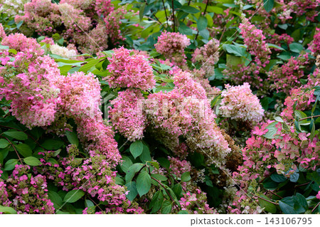 Close up of large pink and white panicles of a blooming hydrangea paniculata bush with green leaves on an autumn day. 143106795