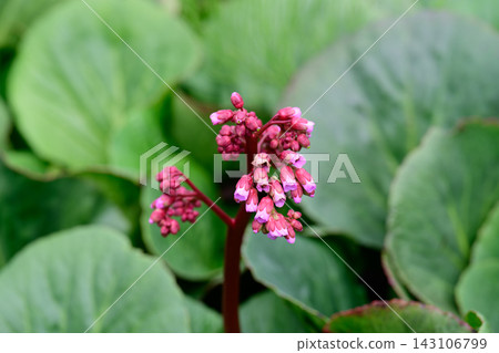 Close up of a blooming pink bergenia crassifolia flower stalk with small bell shaped buds on a blurred leaf background. Close up of a blooming pink bergenia crassifolia flower stalk with small bell shaped buds on a blurred leaf background. 143106799