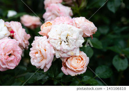Pink carcassonne rose flowers cluster blooming on green bush with leaves after summer rain in public botanical garden park area in Russia Pink carcassonne rose flowers cluster blooming on green bush with leaves after summer rain in public botanical garden park area in Russia 143106810