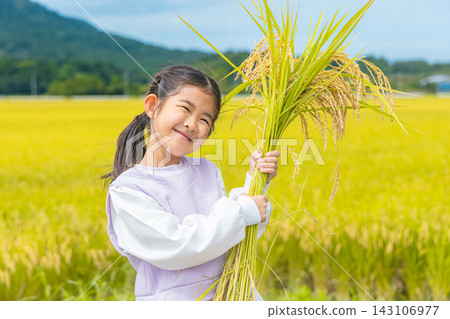 A girl harvesting rice A girl harvesting rice 143106977