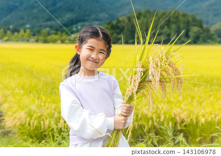 A girl harvesting rice A girl harvesting rice 143106978