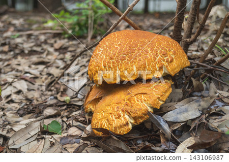 Mature Boletus edulis mushrooms growing large in the green belt of Tsurugashima City, Saitama Prefecture (September) 143106987