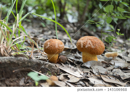 Two red burdock (Leccinum extremiorient) emerge from the fallen leaves in the autumn woods. Two red burdock (Leccinum extremiorient) emerge from the fallen leaves in the autumn woods. 143106988