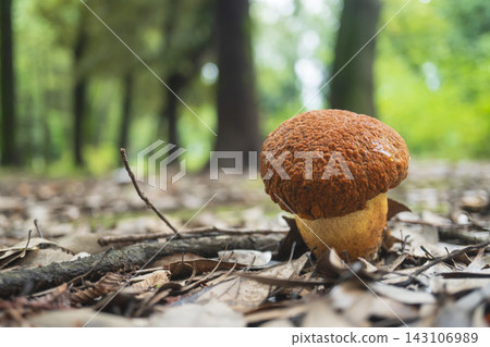 Young Boletus edulis mushrooms found in early autumn in the green belt / Tsurugashima City, Saitama Prefecture, September 143106989