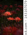 Cluster amaryllis 143107079
