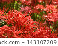 Cluster amaryllis 143107209
