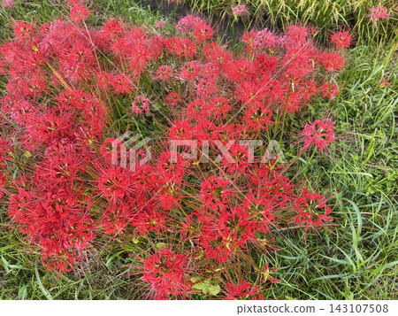一簇秋季盛開的紅色蜘蛛百合 143107508