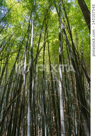 Bamboo forest near Mitaki-Dera temple in Hiroshima, Japan Bamboo forest near Mitaki-Dera temple in Hiroshima, Japan 143107548