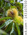 A chestnut tree that bore large fruits in the autumn. 143107650