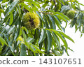 A chestnut tree that bore large fruits in the autumn. 143107651