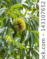 A chestnut tree that bore large fruits in the autumn. 143107652