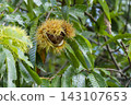 A chestnut tree that bore large fruits in the autumn. 143107653