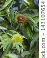 A chestnut tree that bore large fruits in the autumn. 143107654