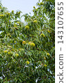A chestnut tree that bore large fruits in the autumn. 143107655
