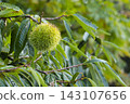 A chestnut tree that bore large fruits in the autumn. 143107656
