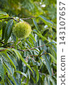 A chestnut tree that bore large fruits in the autumn. 143107657