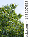 A chestnut tree that bore large fruits in the autumn. 143107658