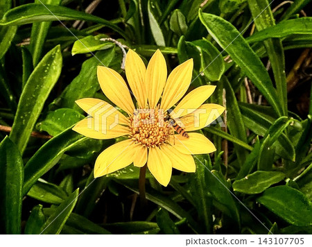 Gazania + Slender hoverfly Gazania + Slender hoverfly 143107705