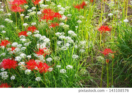 紅花 紅花 143108576