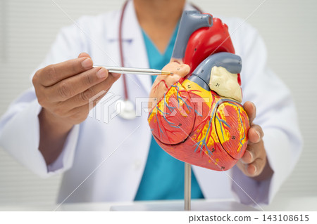 Cardiovascular disease CVD, doctor with heart human model anatomy for treatment patient in hospital. Cardiovascular disease CVD, doctor with heart human model anatomy for treatment patient in hospital. 143108615