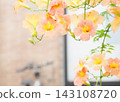 清爽的橘色凌霄花 143108720