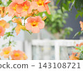 清爽的橘色凌霄花 143108721