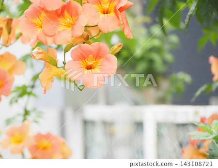 清爽的橘色凌霄花 143108721