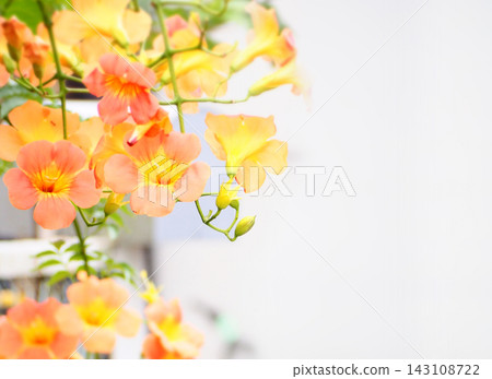 清爽的橘色凌霄花 清爽的橘色凌霄花 143108722