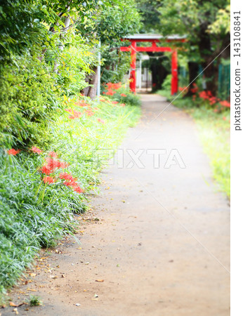 一條小徑兩旁開滿了盛開的紅色彼岸花。 143108841