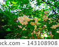 Delicate deutzia flowers blooming in the dappled sunlight filtering through the fresh green leaves. 143108908