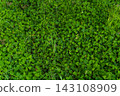 A lush green area where wild Houttuynia cordata spreads across the landscape. 143108909