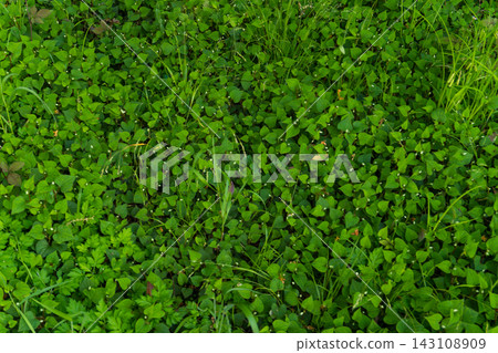 一片鬱鬱蔥蔥的綠色區域，野生魚腥草（Houttuynia cordata）遍布其間。 143108909