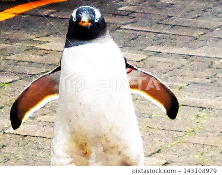 Penguin walk Penguin walk 143108979