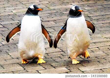 Penguin walk Penguin walk 143108980