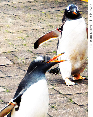 Penguin walk Penguin walk 143108982