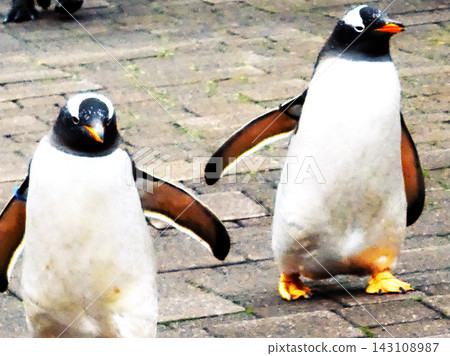 Penguin walk Penguin walk 143108987
