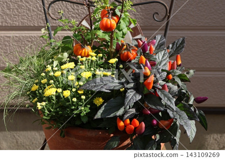 Halloween-themed plantings Halloween-themed plantings 143109269