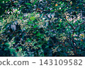 White flowers of the Japanese privet and fresh green evergreen trees stand out against the natural scenery of early summer. 143109582