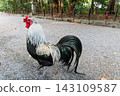 A sacred rooster walking around the grounds of Atsuta Shrine 143109587