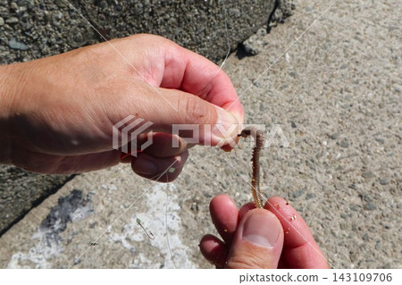 男子的手將沙蠶餌料綁在魚鉤上;餌釣。 男子的手將沙蠶餌料綁在魚鉤上;餌釣。 143109706
