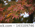 Autumn leaves that have been colored Autumn leaves that have been colored 143109746
