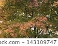 Autumn leaves that have been colored Autumn leaves that have been colored 143109747