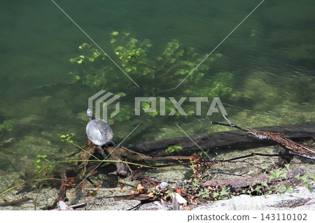 A turtle basking in the sun on driftwood by clear water. A turtle basking in the sun on driftwood by clear water. 143110102