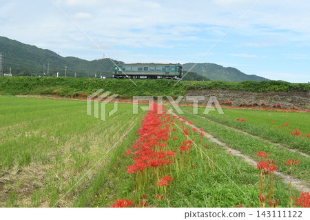 Spider lilies and the Shigaraki Highland Railway Spider lilies and the Shigaraki Highland Railway 143111122