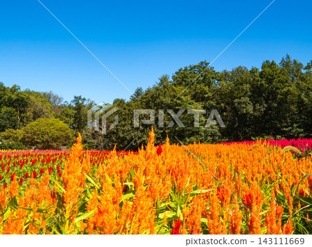 A clear autumn sky and a field of orange feathery celosia stretching out before me. A clear autumn sky and a field of orange feathery celosia stretching out before me. 143111669