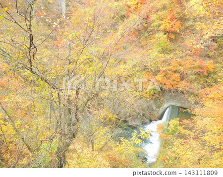 透過樹枝,可以看到峽谷中瀑布和秋葉的景色:鳴子峽谷 透過樹枝,可以看到峽谷中瀑布和秋葉的景色:鳴子峽谷 143111809