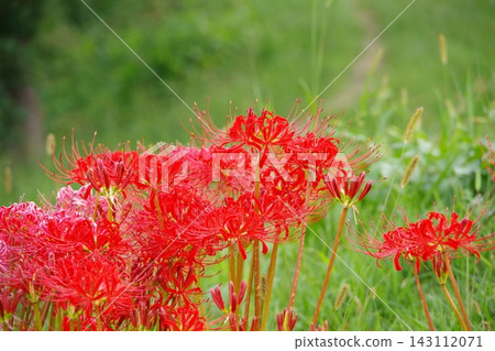 Cluster amaryllis Cluster amaryllis 143112071