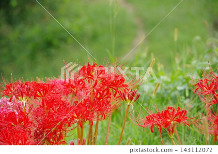 Cluster amaryllis Cluster amaryllis 143112072
